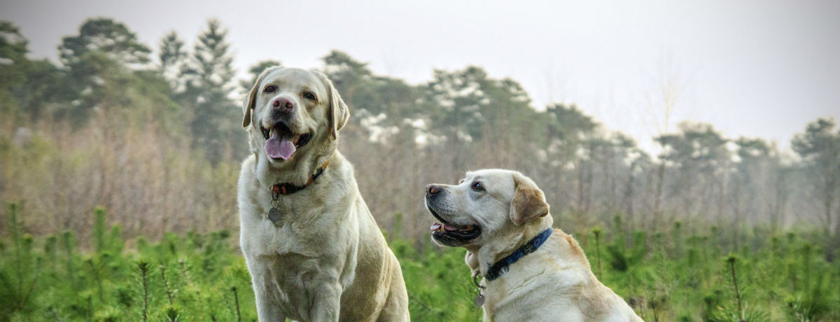 Dog walking in your area