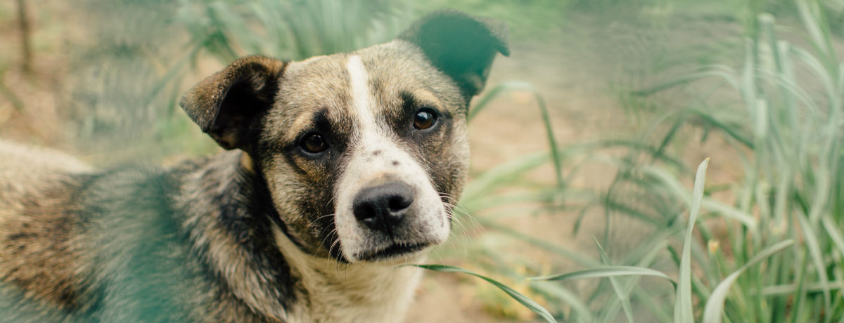 The best for your dog, the best for you